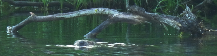 Bild. En bäver sticker upp sin nos ur vattnet.