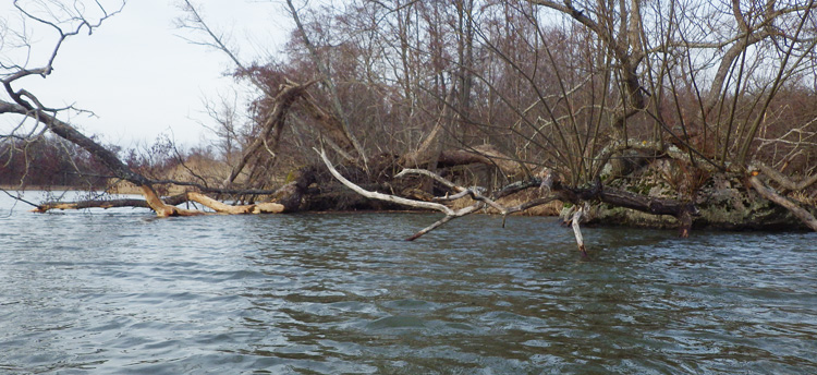 Bild. Träd lutar sig ut över vattnet.