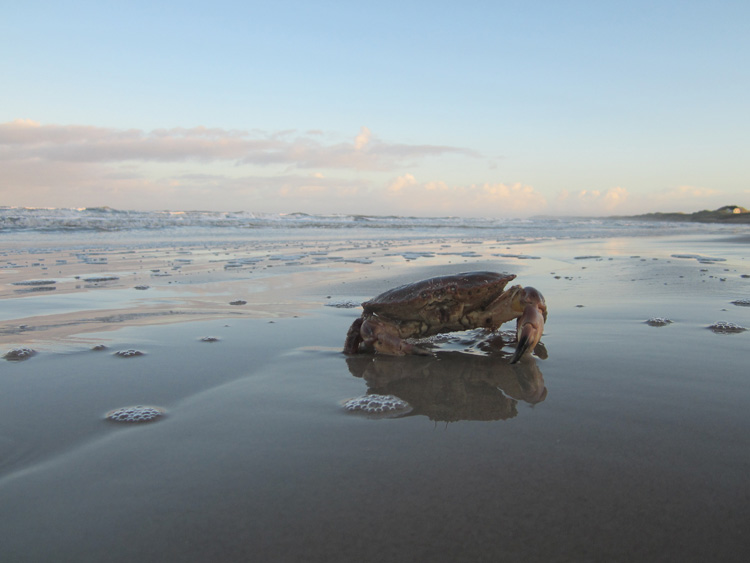 Bild. En krabba på stranden.