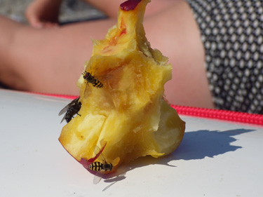 Bild. Randiga flugor äter på en gul frukt.