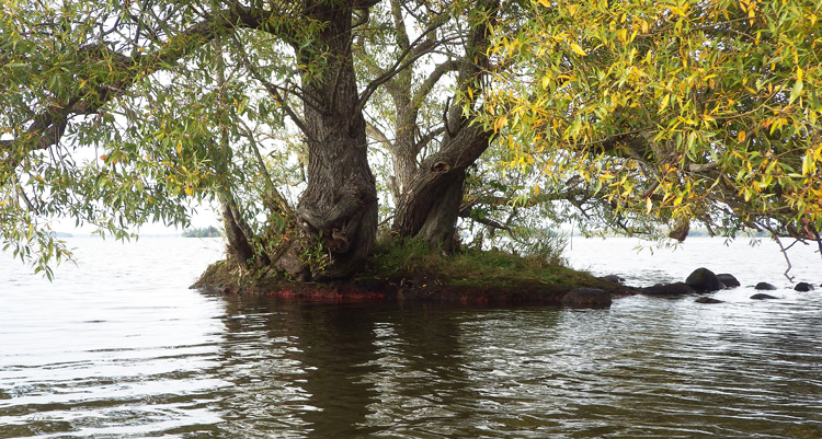 Bild. En ö med trolska träd.