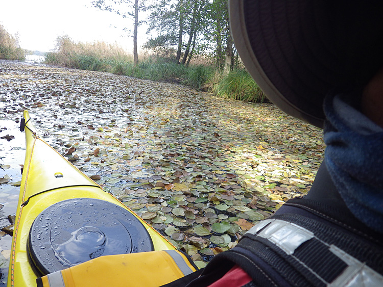 Bild. Bild tagen över axeln. Kajakens bakdäk Vattenytan är täkt av löv.