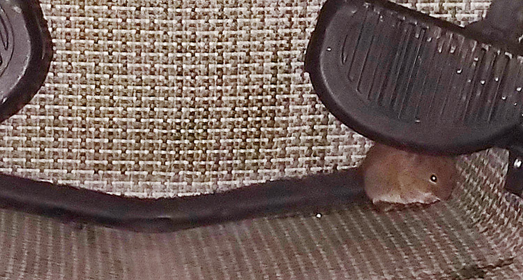Bild. En liten mus sitter vid fotstöden i kajaken.