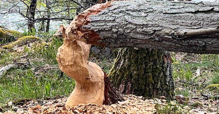 Bild. Bäverns konstnärligt skulpterade stubbe.